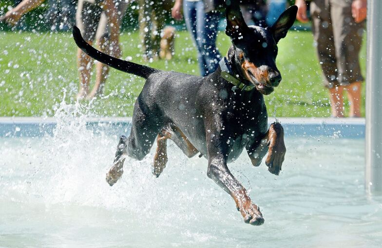 Dobermann-Hund Dobermann-Hund