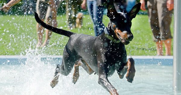 Dobermann-Hund