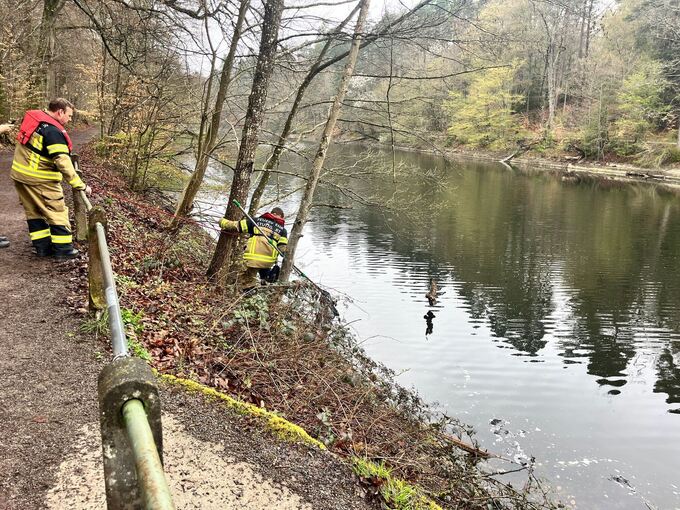 Feuerwehrleute retten Kauz vor Erstickungstod Feuerwehrleute retten Kauz vor Erstickungstod