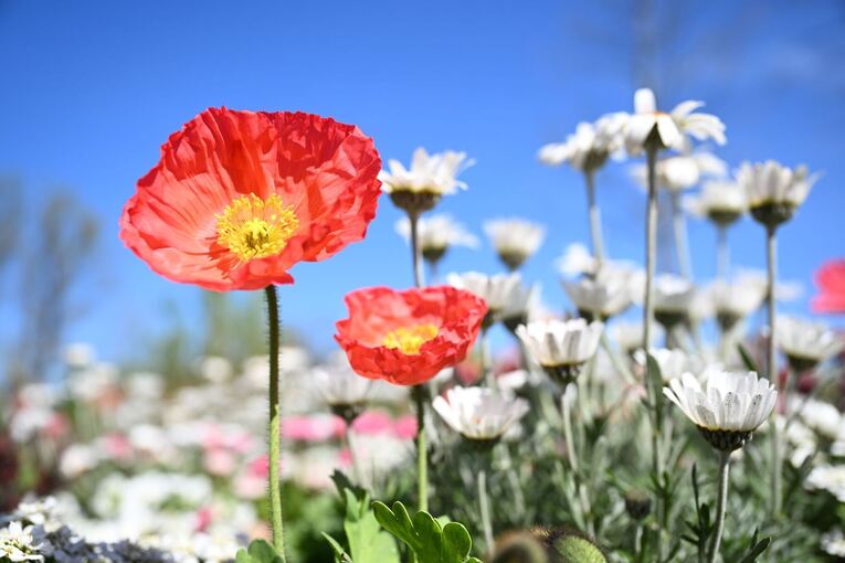 Blumen (Illustration) Blumen (Illustration)