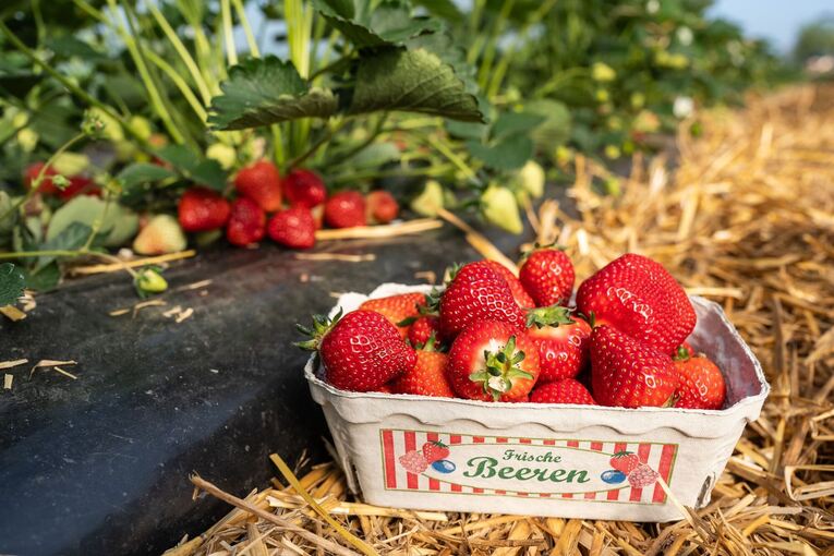 Erdbeersaison in Baden-Württemberg beginnt Erdbeersaison in Baden-Württemberg beginnt