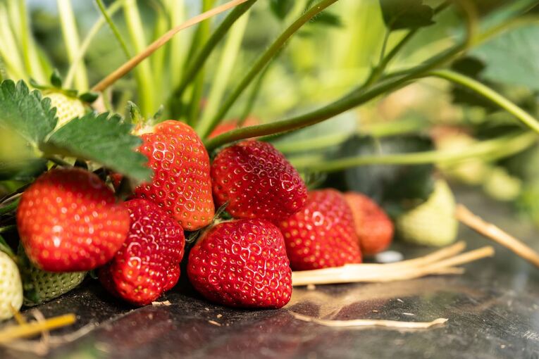 Erdbeersaison in Baden-Württemberg beginnt Erdbeersaison in Baden-Württemberg beginnt