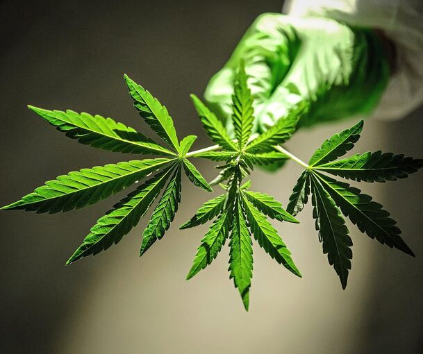 Eine Cannabis-Pflanze.