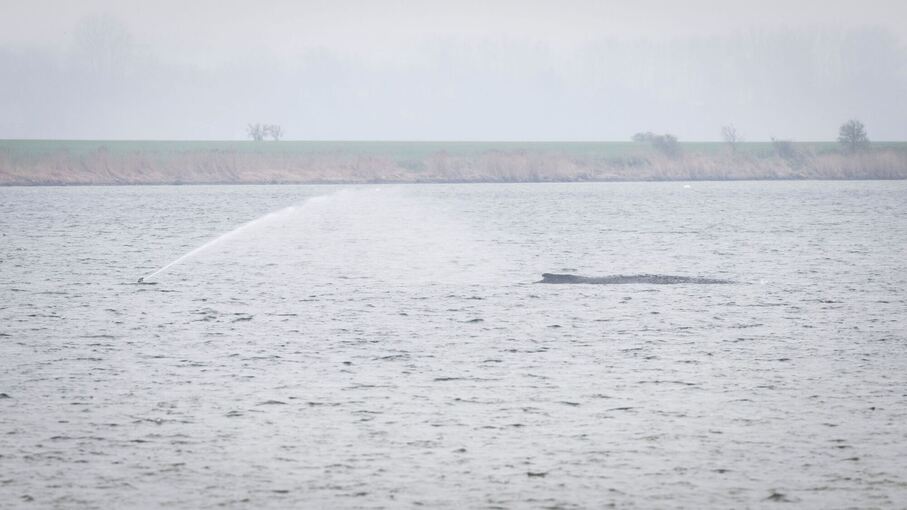 Gestrandeter Buckelwal vor Poel