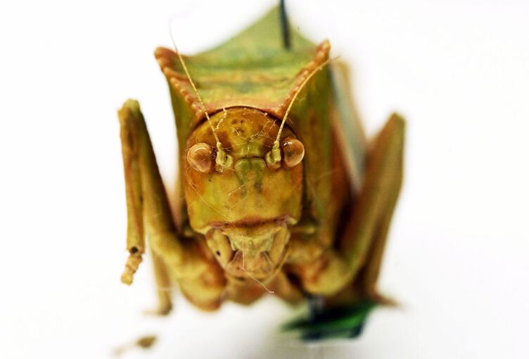 Heuschrecken im Naturkundemuseum Karlsruhe Heuschrecken im Naturkundemuseum Karlsruhe