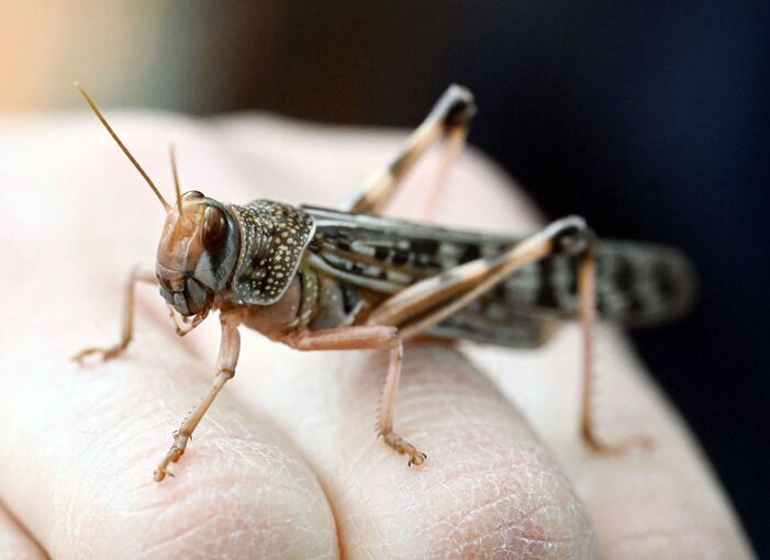 Heuschrecken im Naturkundemuseum Karlsruhe Heuschrecken im Naturkundemuseum Karlsruhe