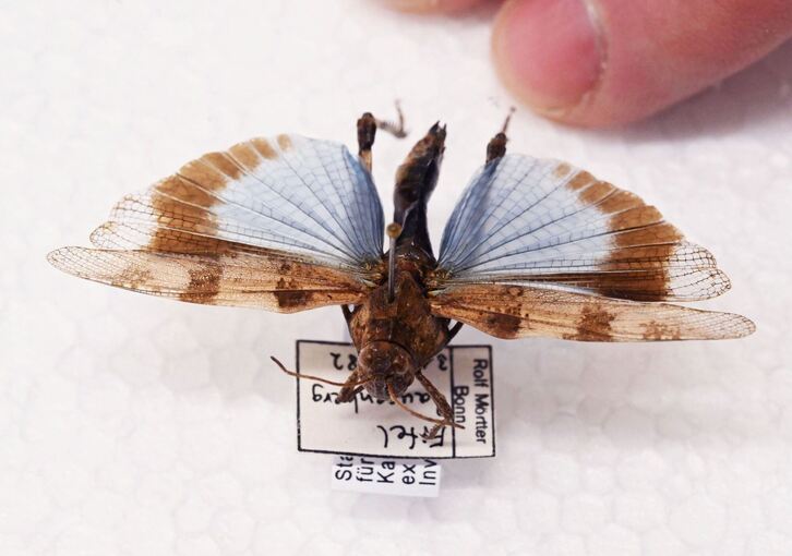 Heuschrecken im Naturkundemuseum Karlsruhe Heuschrecken im Naturkundemuseum Karlsruhe