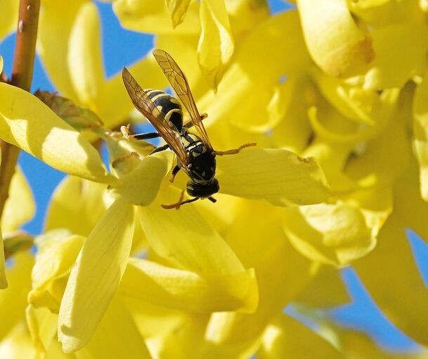 Das Ludwigsburger Landratsamt gibt Tipps, die den Umgang mit Wespen und Hornissen erleichtern sollen. Das Ludwigsburger Landratsamt gibt Tipps, die den Umgang mit Wespen und Hornissen erleichtern sollen.