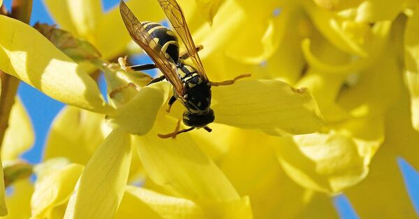 How humans, wasps, and hornets can coexist successfully