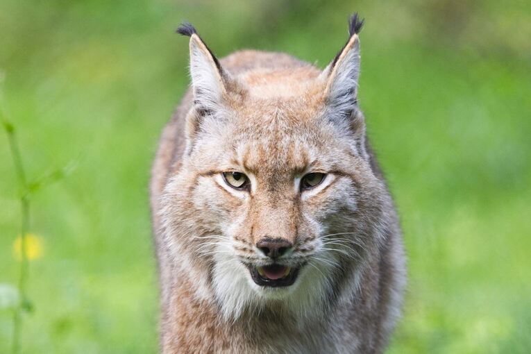 Luchs