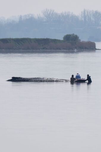 Rettungsaktion für den Buckelwal