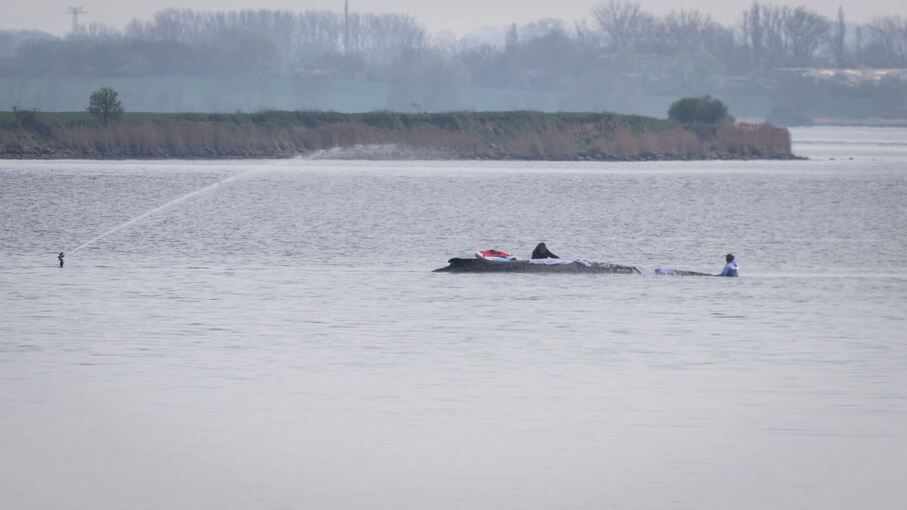 Rettungsaktion für den Buckelwal