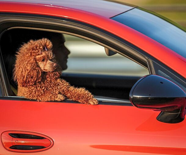 Tierhalter müssen sich bei dem Transport von Tieren an Regeln halten.