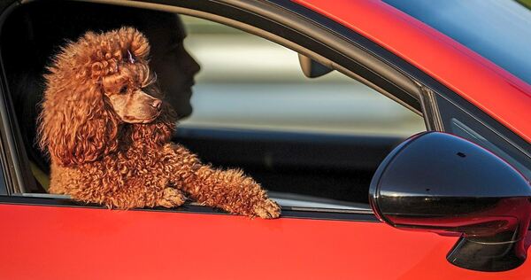 Tierhalter müssen sich bei dem Transport von Tieren an Regeln halten.