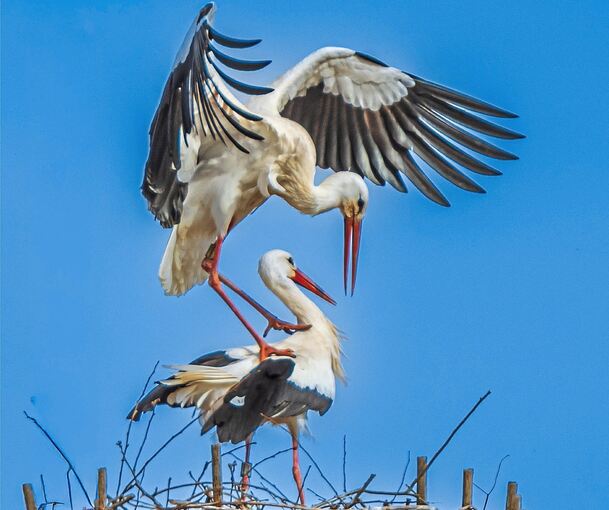 Imposanter Landeanflug: Die Störche auf dem Dach des Großbottwarer Rathauses fühlen sich mittlerweile offenbar heimisch.
