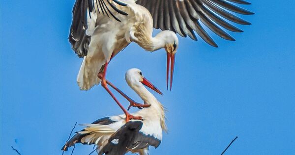 Imposanter Landeanflug: Die Störche auf dem Dach des Großbottwarer Rathauses fühlen sich mittlerweile offenbar heimisch.