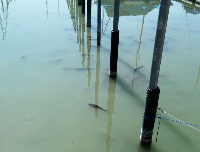 Tote Karpfen - Wahrscheinlich natürliche Ursachen