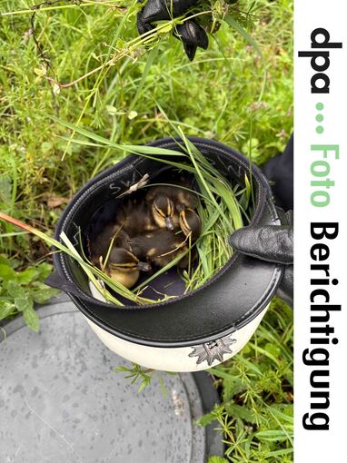 Polizei rettet Entenküken auf Autobahn