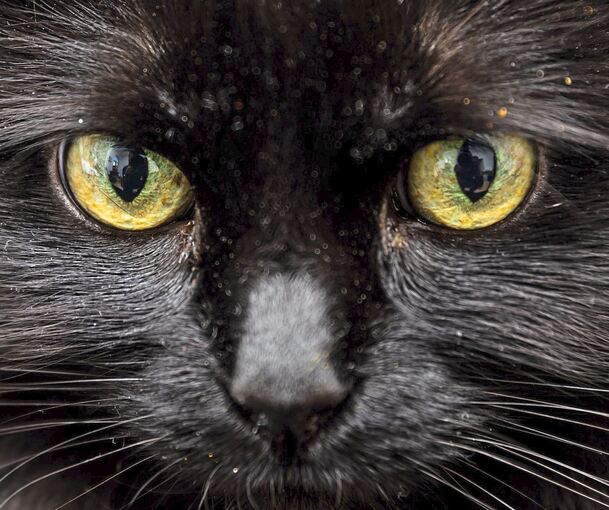 Allein im vergangenen Jahr hat das Tierheim in Ludwigsburg 152 wild lebende Katzen registriert.