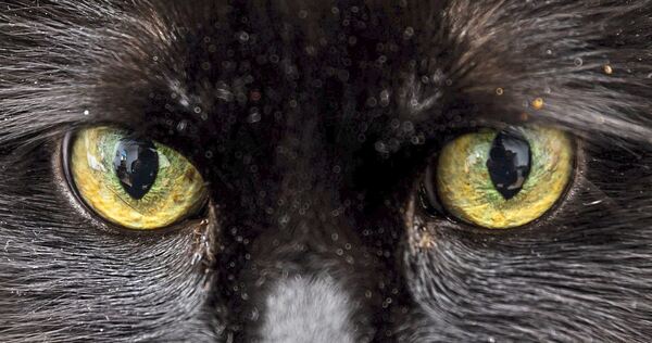 Allein im vergangenen Jahr hat das Tierheim in Ludwigsburg 152 wild lebende Katzen registriert.