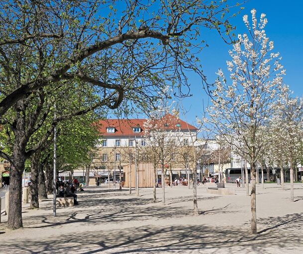 Die blühenden Vogelkirschen haben den Frühling auf dem Platz eingeläutet. Die Blauglockenbäume sollen folgen.
