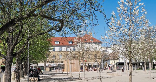 Die blühenden Vogelkirschen haben den Frühling auf dem Platz eingeläutet. Die Blauglockenbäume sollen folgen.