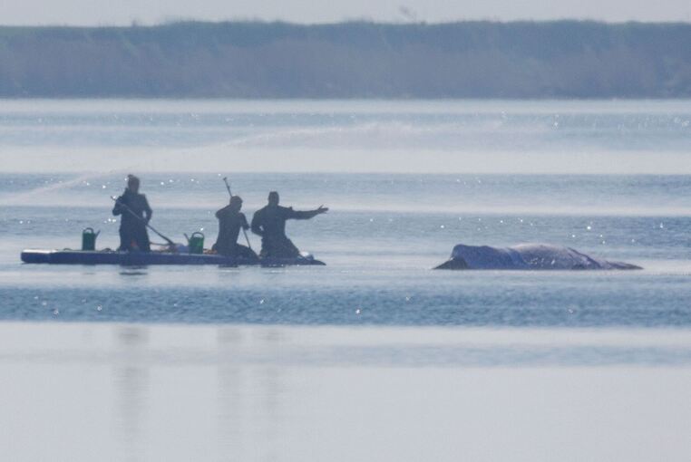 Rettungsaktion für den Buckelwal