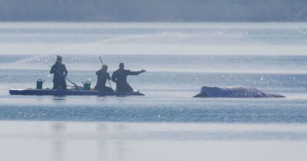 Rettungsaktion für den Buckelwal