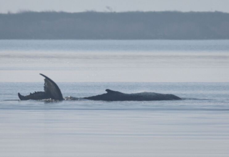 Rettungsaktion für den Buckelwal