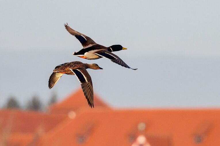 Ente und Erpel im Flug