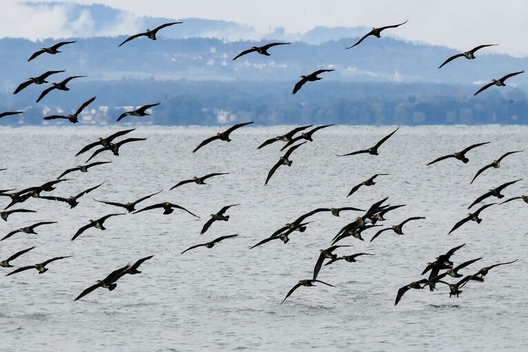Kormorane am Bodensee