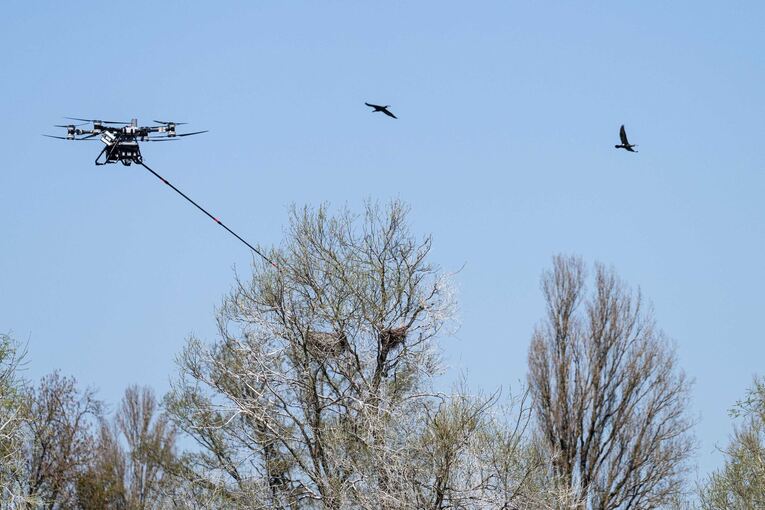 Drohne besprüht Kormoran-Eier am Bodensee