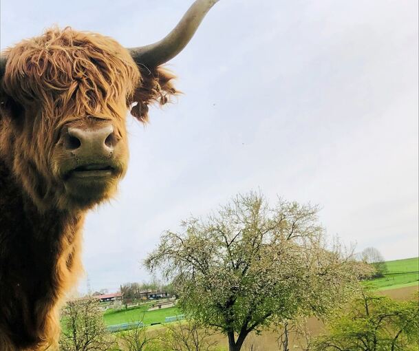Den Wanderer im Blick: Hochlandrind bei Pattonville.