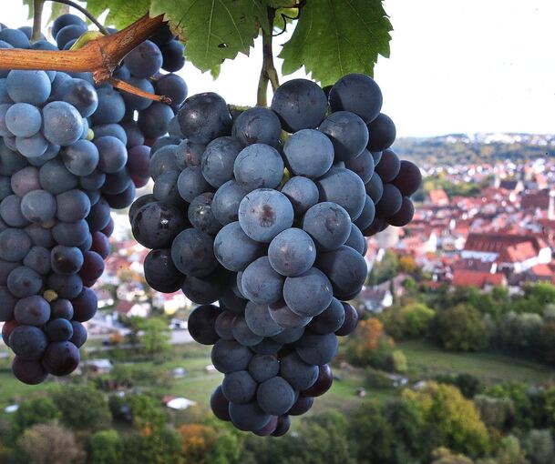 Wein und Weinbau stehen im Fokus des kommenden Wochenendes in Besigheim: Freitag und Samstag findet „Gläsle im Sträßle“ statt und am Sonntag der zweite Besigheimer Steillagentag. Eine Podiumsdiskussion des NEB am Samstagnachmittag rundet die Thematik