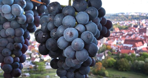 Wein und Weinbau stehen im Fokus des kommenden Wochenendes in Besigheim: Freitag und Samstag findet „Gläsle im Sträßle“ statt und am Sonntag der zweite Besigheimer Steillagentag. Eine Podiumsdiskussion des NEB am Samstagnachmittag rundet die Thematik