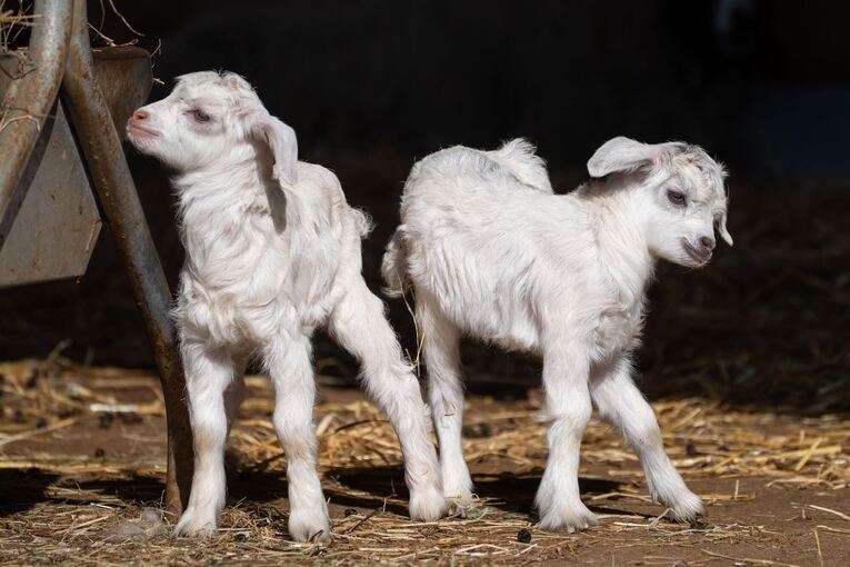 Nachwuchs bei den Kaschmirziegen in der Wilhelma