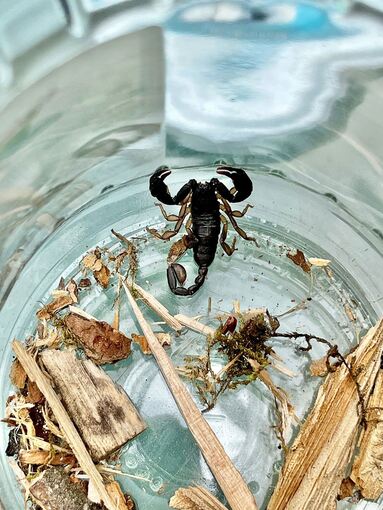 Walldorfer findet Skorpion auf Balkon