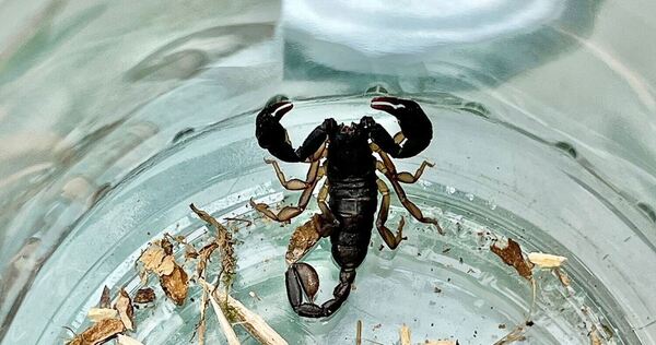 Walldorfer findet Skorpion auf Balkon