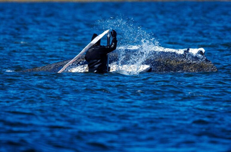 Weitere Entwicklung zum Buckelwal in der Ostsee