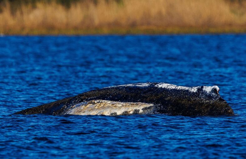 Weitere Entwicklung zum Buckelwal in der Ostsee