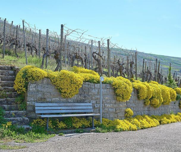 Rastplatz im Blütenmeer: Am Käsberg in Mundelsheim steht eine Bank zwischen den gelben Stauden des Felsen-Steinkrauts.