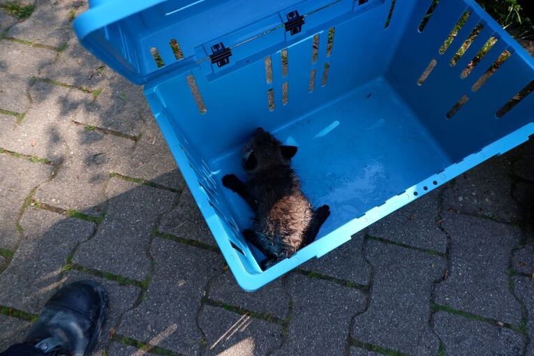 Feuerwehr rettet Fuchs aus Abwasserkanal