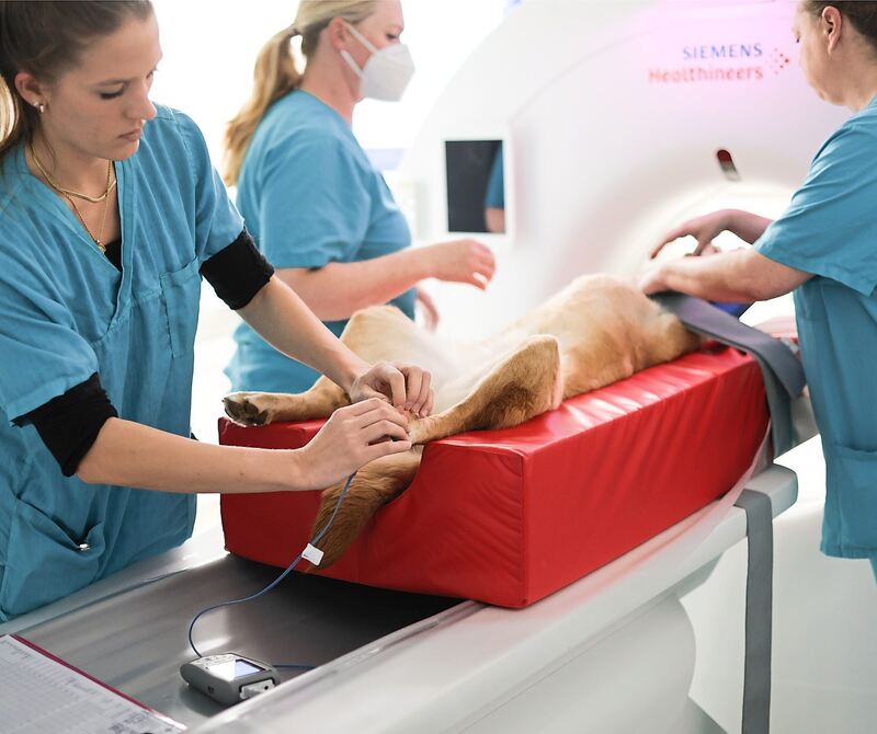 120 Mitarbeiterinnen und Mitarbeiter arbeiten in der Oßweiler Tierklinik.