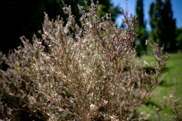 Der Buchsbaumzünsler in Parks und Gärten