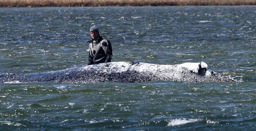 Ministerium duldet möglichen Transport des Buckelwals