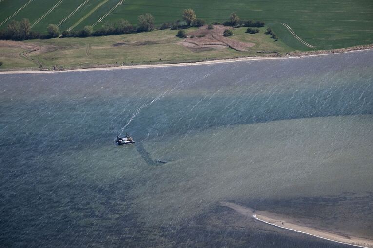 Ministerium duldet möglichen Transport des Buckelwals