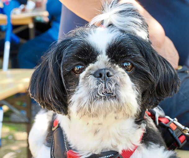 Schaut er zufrieden? Bei der Eröffnung der Oßweiler Hundewiese.