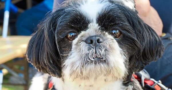 Schaut er zufrieden? Bei der Eröffnung der Oßweiler Hundewiese.