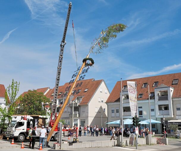 Die Handwerker brachten den Zunftbaum per Krantechnik in die Senkrechte.