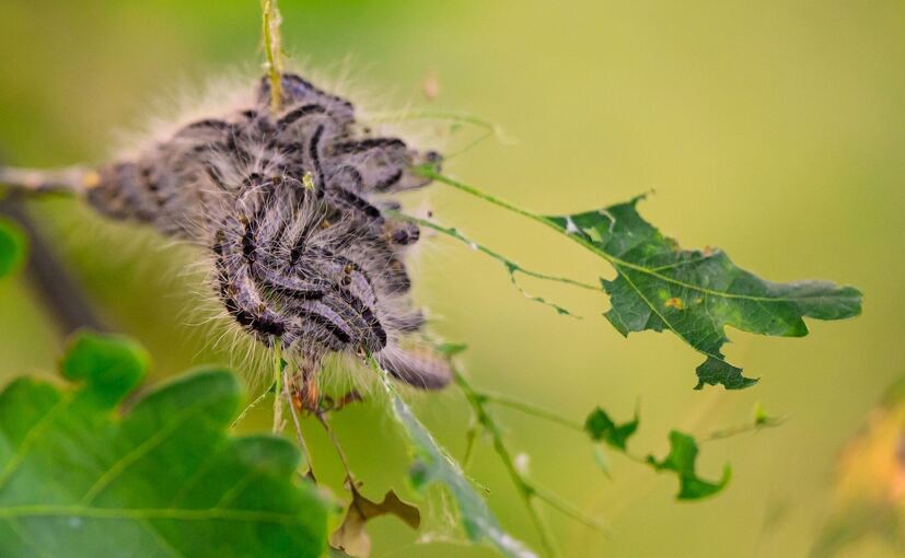 Raupen des Eichenprozessionsspinners auf einem Ast